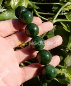 Vòng Tay Ngọc Bích Nephrite Jade 18mm (VT065) 10 Vòng Tay Ngọc Bích Nephrite Jade 18mm (VT065) 5